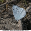 celast argiolus imago1 zap